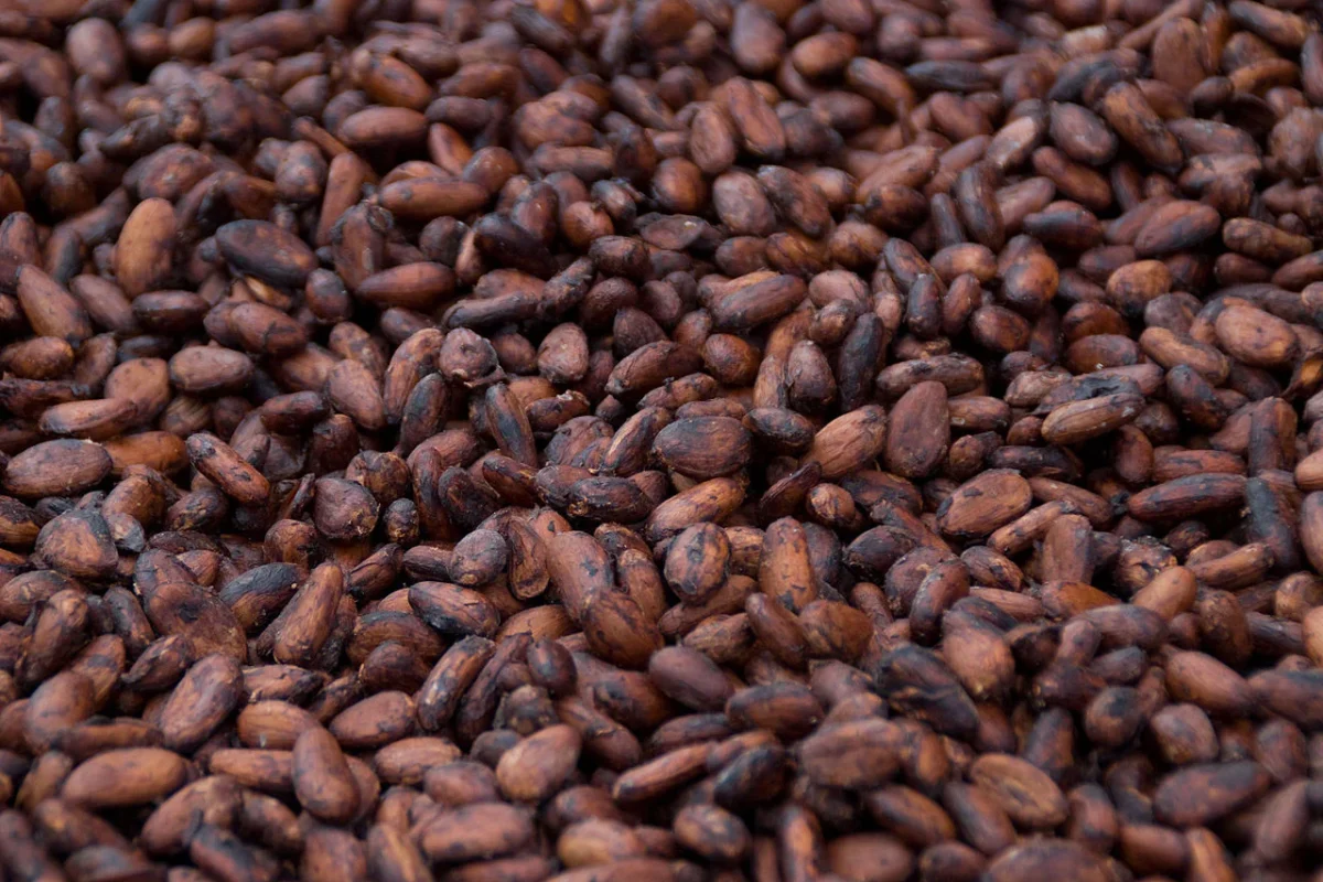 Cocoa de Guinea Ecuatorial es una empresa dedicada a la producción y exportación de cacao