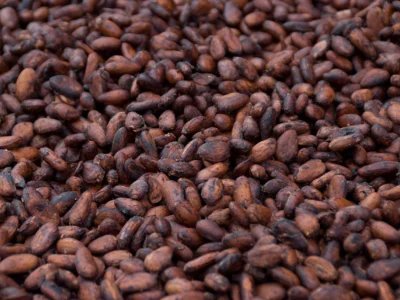 Cocoa de Guinea Ecuatorial es una empresa dedicada a la producción y exportación de cacao