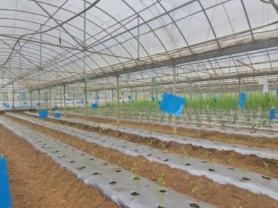China y Guinea Ecuatorial inauguran en Niefang la segunda fase del proyecto agrícola