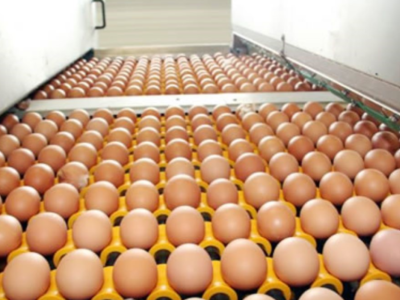 Camerún inaugura su mayor granja avícola para producir 75.000 huevos diarios