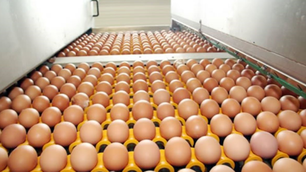 Camerún inaugura su mayor granja avícola para producir 75.000 huevos diarios