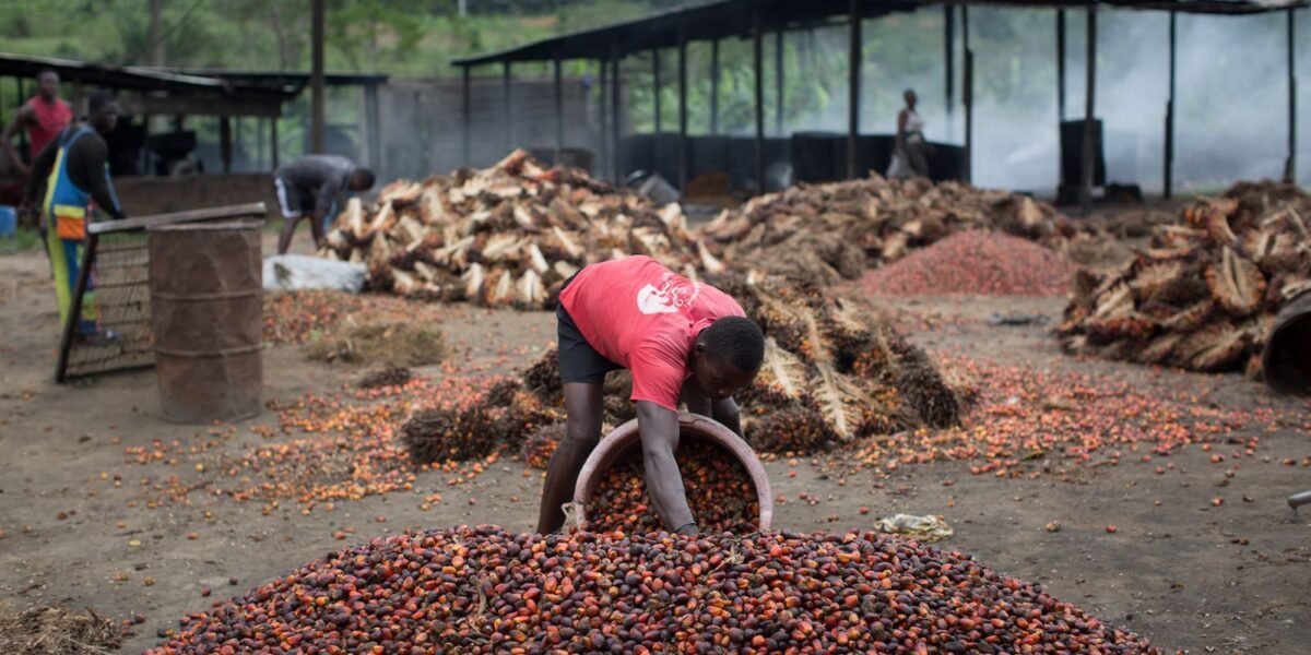 Camerún impulsa cuatro nuevas refinerías de aceite de palma pese a la escasez de materia prima
