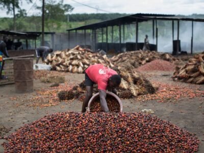 Camerún impulsa cuatro nuevas refinerías de aceite de palma pese a la escasez de materia prima
