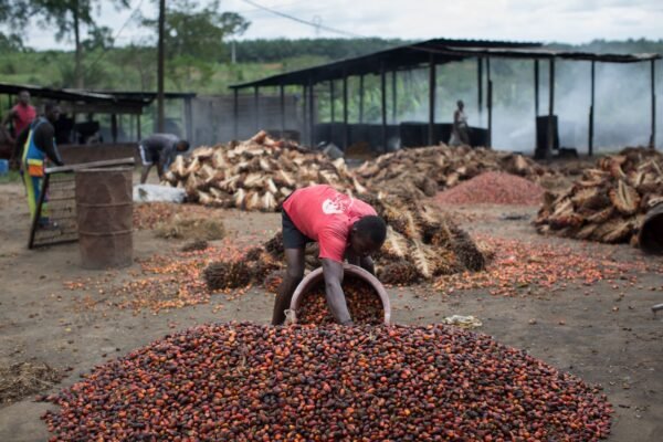 Camerún impulsa cuatro nuevas refinerías de aceite de palma pese a la escasez de materia prima