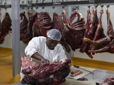 Camerún apuesta por tres mataderos industriales en 2026 para reducir el déficit de carne y dinamizar el sector agroindustrial