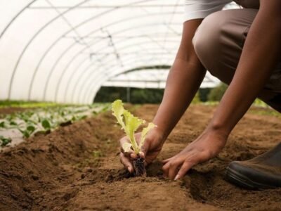 La FAO refuerza su presencia global con nuevas estrategias para impulsar la resiliencia agrícola.