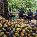 Costa de Marfil interviene el mercado del cacao con la compra de 130.000 toneladas para aliviar la crisis de liquidez