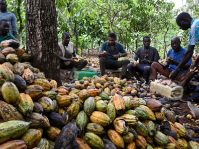 Costa de Marfil interviene el mercado del cacao con la compra de 130.000 toneladas para aliviar la crisis de liquidez