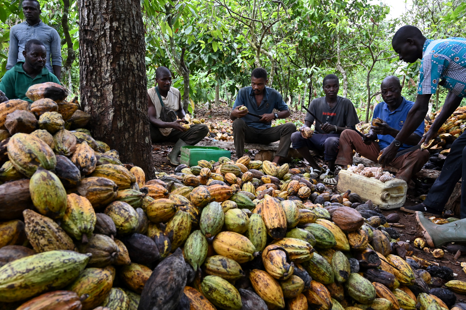 Costa de Marfil interviene el mercado del cacao con la compra de 130.000 toneladas para aliviar la crisis de liquidez