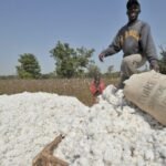 Algodón marfileño: un sector estratégico ante el reto de la sostenibilidad