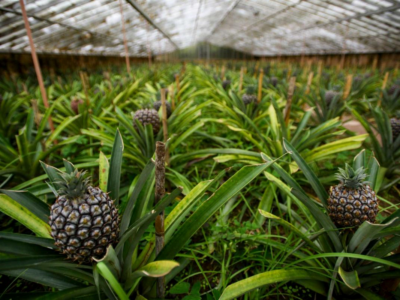 Camerún: las exportaciones de piña se desploman un 55 % y caen a mínimos de una década