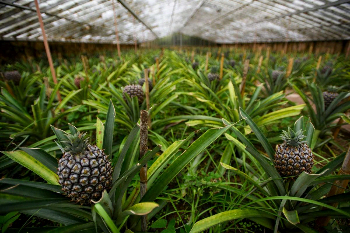 Camerún: las exportaciones de piña se desploman un 55 % y caen a mínimos de una década