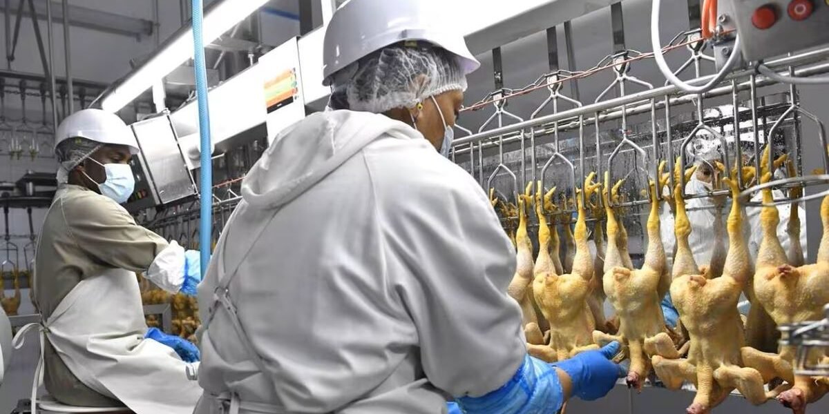 Inversión agroindustrial: proyecto avícola apunta a recortar importaciones de pollo en Gabón