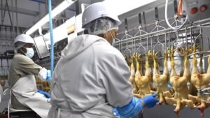 Inversión agroindustrial: proyecto avícola apunta a recortar importaciones de pollo en Gabón