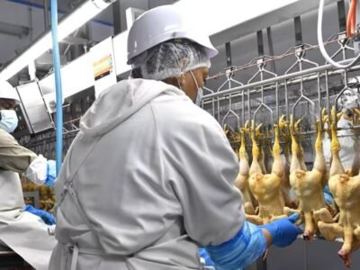 Inversión agroindustrial: proyecto avícola apunta a recortar importaciones de pollo en Gabón
