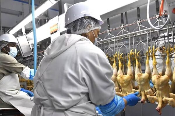Inversión agroindustrial: proyecto avícola apunta a recortar importaciones de pollo en Gabón