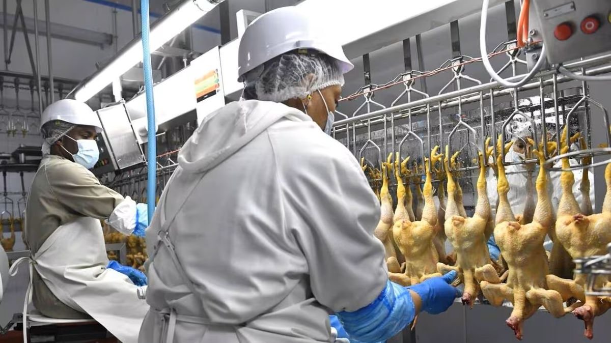 Inversión agroindustrial: proyecto avícola apunta a recortar importaciones de pollo en Gabón