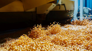 Camerún: expansión de la industria de la soja enfrenta el reto de la escasez de materia prima