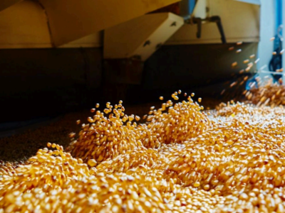 Camerún: expansión de la industria de la soja enfrenta el reto de la escasez de materia prima