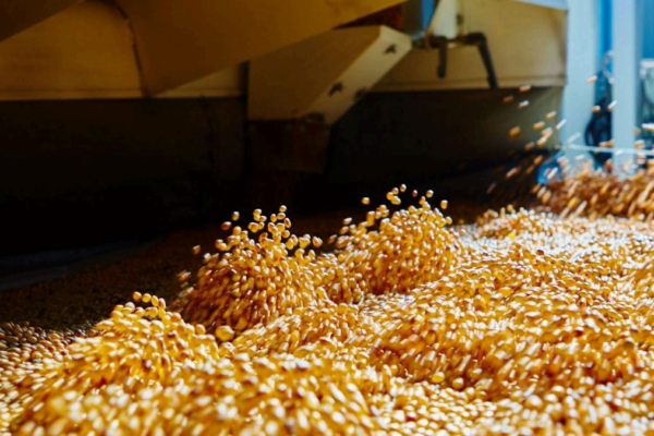 Camerún: expansión de la industria de la soja enfrenta el reto de la escasez de materia prima