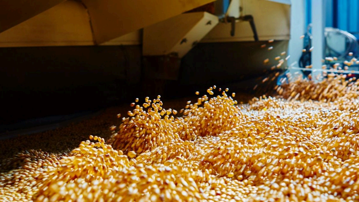 Camerún: expansión de la industria de la soja enfrenta el reto de la escasez de materia prima