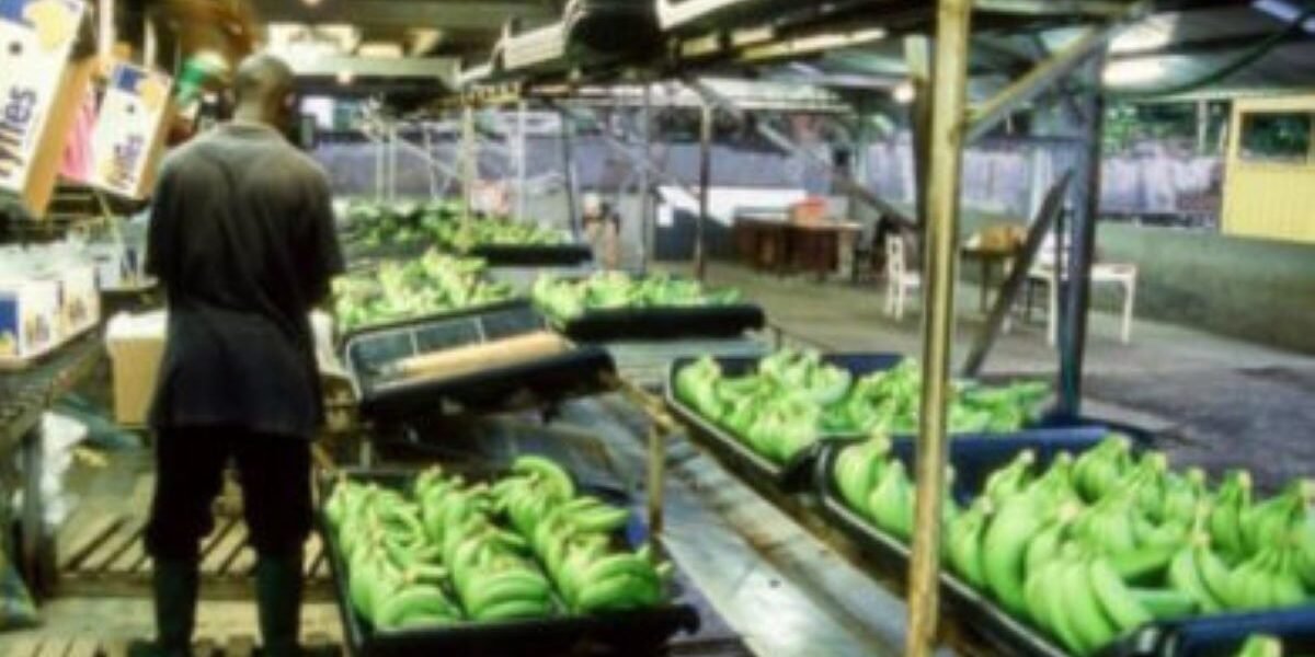 El banano camerunés arranca 2026 con fuerza y marca su mejor enero en más de una década