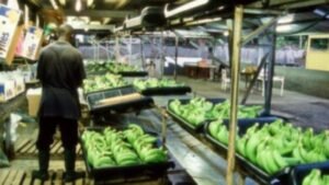 El banano camerunés arranca 2026 con fuerza y marca su mejor enero en más de una década