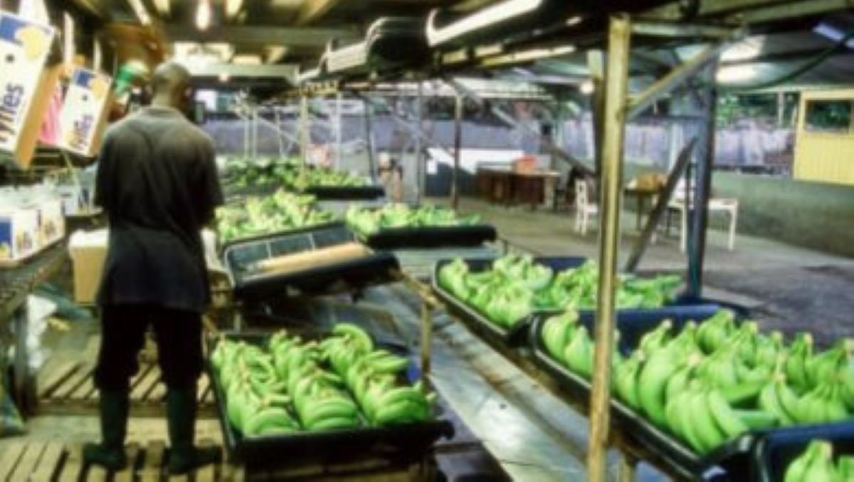 El banano camerunés arranca 2026 con fuerza y marca su mejor enero en más de una década