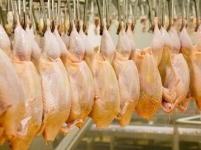 La CEMAC refuerza su dependencia del pollo brasileño con compras que superan las 70.000 toneladas