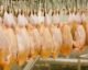 La CEMAC refuerza su dependencia del pollo brasileño con compras que superan las 70.000 toneladas