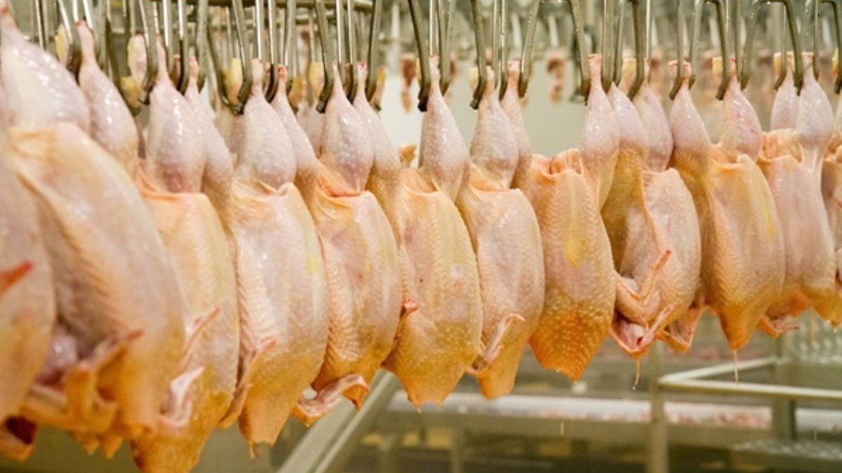 La CEMAC refuerza su dependencia del pollo brasileño con compras que superan las 70.000 toneladas