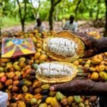 El BEI moviliza cerca de 100.000 millones de FCFA para reforzar la competitividad del cacao marfileño ante las nuevas exigencias europeas