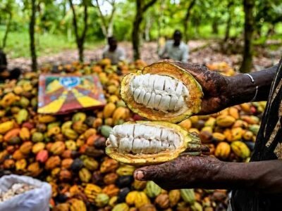 El BEI moviliza cerca de 100.000 millones de FCFA para reforzar la competitividad del cacao marfileño ante las nuevas exigencias europeas