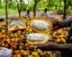El BEI moviliza cerca de 100.000 millones de FCFA para reforzar la competitividad del cacao marfileño ante las nuevas exigencias europeas
