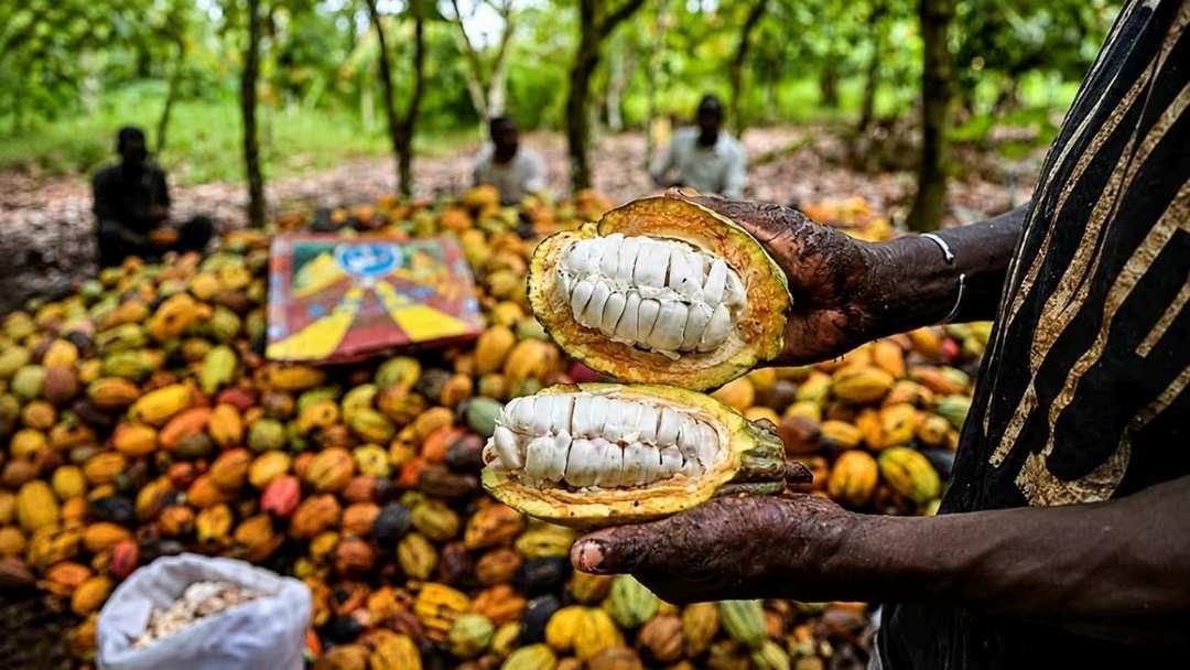 El BEI moviliza cerca de 100.000 millones de FCFA para reforzar la competitividad del cacao marfileño ante las nuevas exigencias europeas